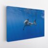 shark underwater stretched canvas
