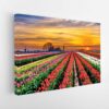 tulip field stretched canvas