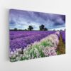 lavender fields stretched canvas